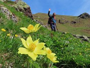 20 Pulsatilla alpina sulphurea (Anemone sulfureo) 
